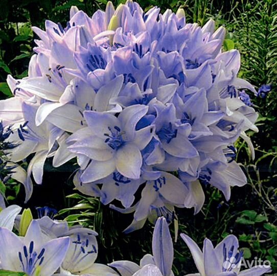 Шаровые лилий