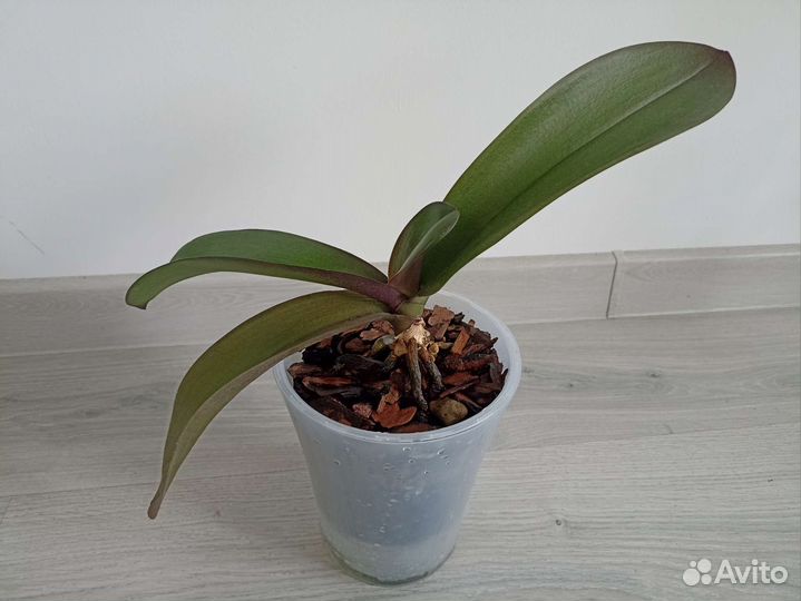 Орхидея фаленопсис