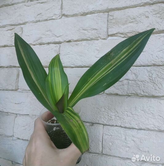 Сансевиерия,традесканция рео витата,монстера