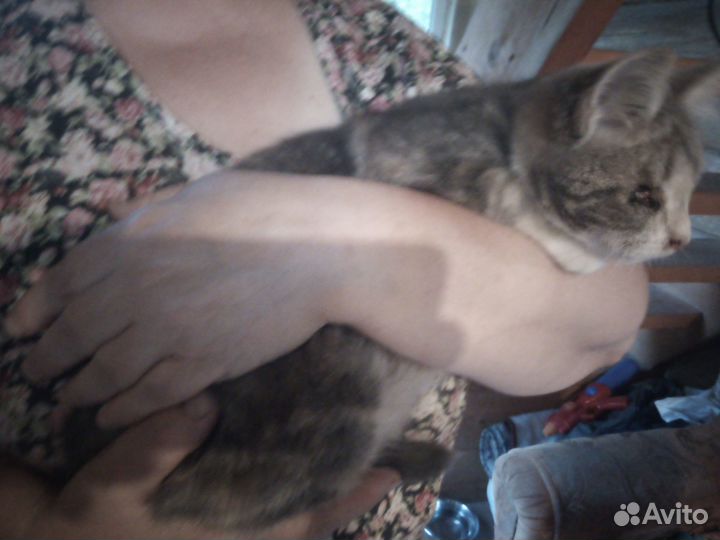 Котёнок (девочка)