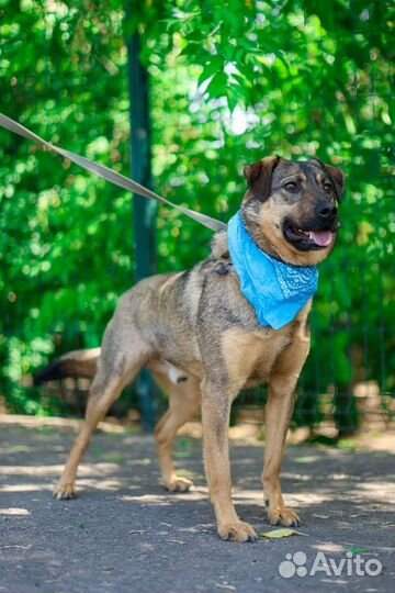 Собака Лукас небольшой