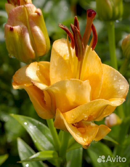 Лилия саженцы Априкот Фьюдж