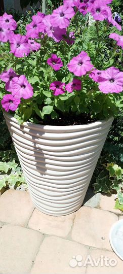 Петуния Тайдал Silver42л, а Тайдал Сherry и Red20л