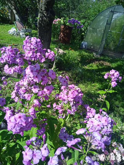 Садовые цветы