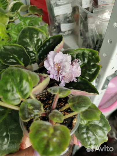 Сортовые фиалки