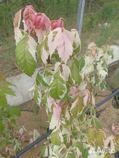 Клён фламинго