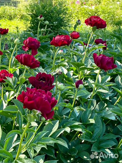 Пионы сортовые