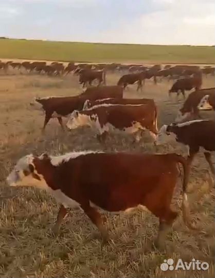 Продаются нетели,тёлки,бычки казахские белоголовые
