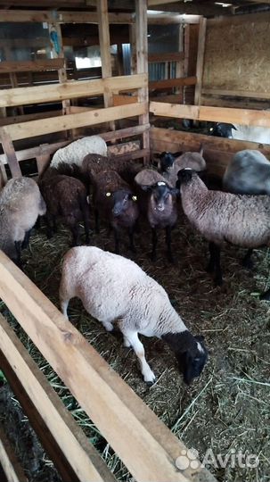 Романовские ягнята