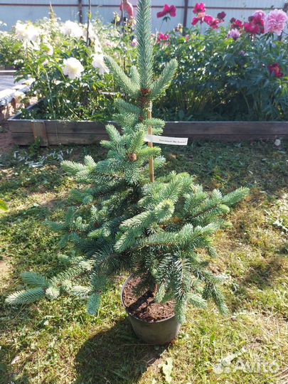 Picea Pungens Blue Diamond 60-70см