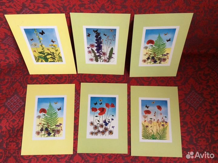 Жизнь моря, растения, котики, рыбки