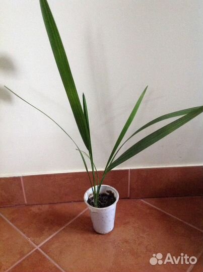 Домашние цветы