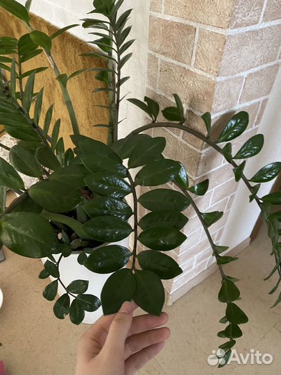 Замиокулькас