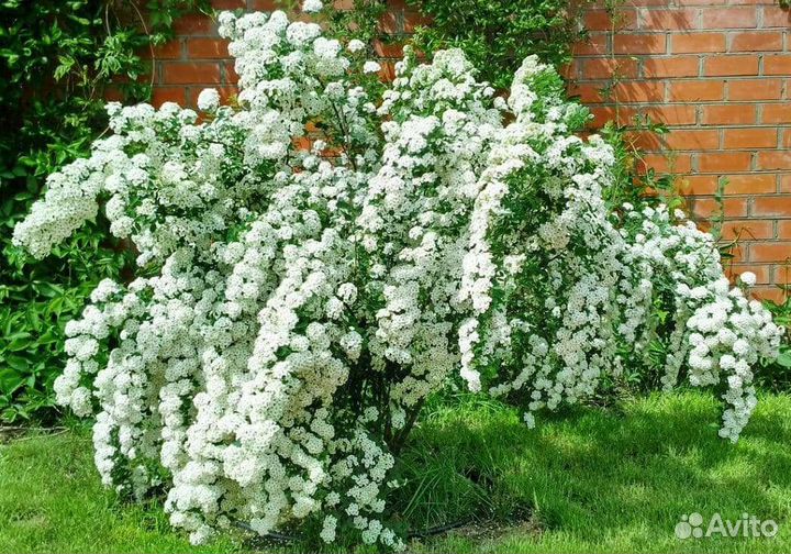 Спирея Вангутта взрослые кусты