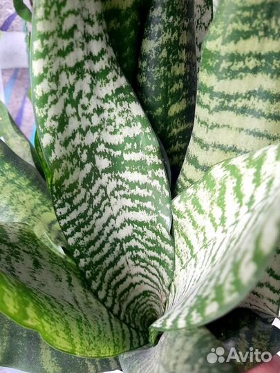 Сансевиерия Зейланика