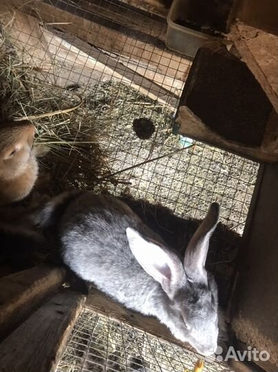 Индюки хайбрид конвертер на мясо