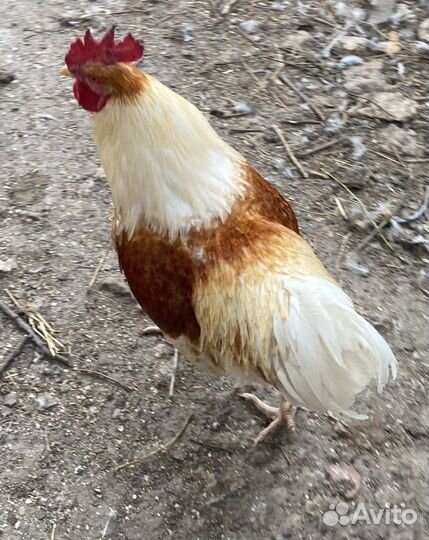 Петух Хайсекс Браун