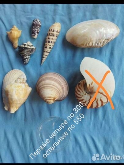 Коллекция ракушек раковин