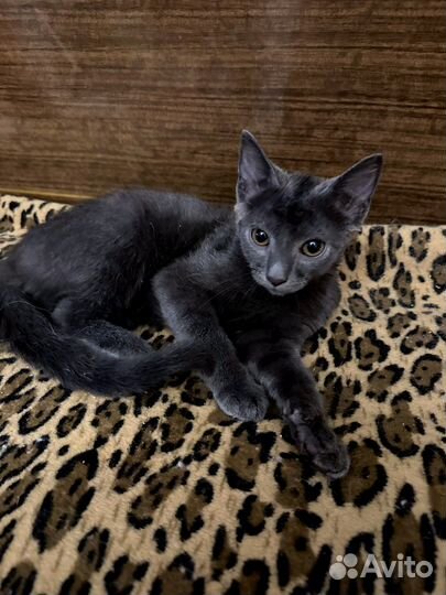 Русская голубая