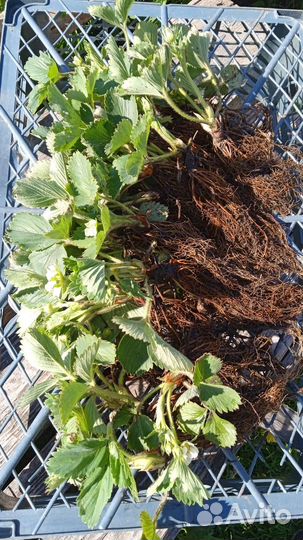 Рассада клубники Зефир, Сельва ремонтантная