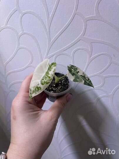 Алоказия Фрайдек вариегатная