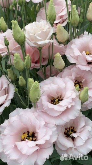 Букет цветы эустома