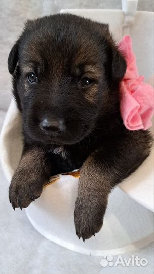 Щенки немецкой овчарки бронь