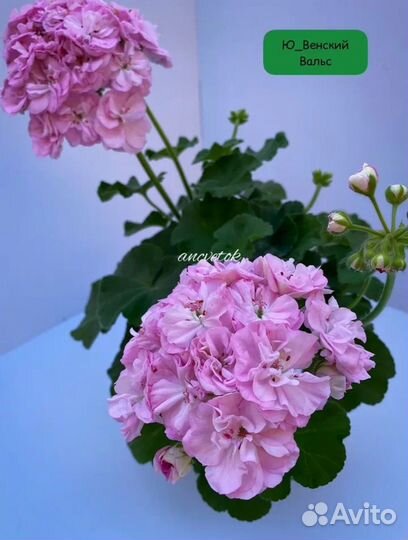 Пеларгония герань