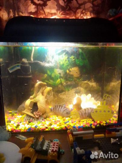 Аквариумные рыбки