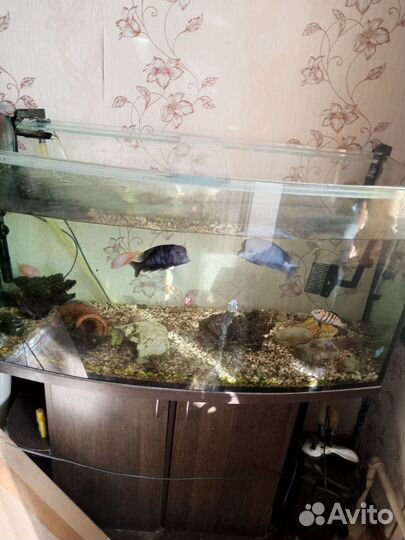 Аквариум с тумбой 300 литров