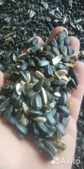 Семечка спк кормовая для животных