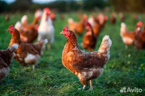 Домашняя птица