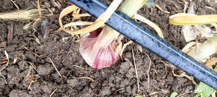 Чеснок озимый