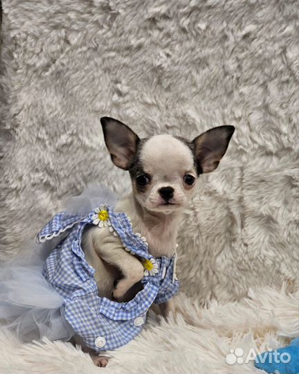 Щенки чихуахуа девочки