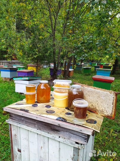 Мед пчелиный