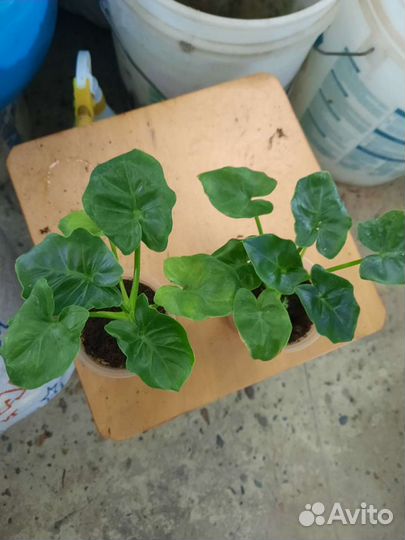 Филодендроны