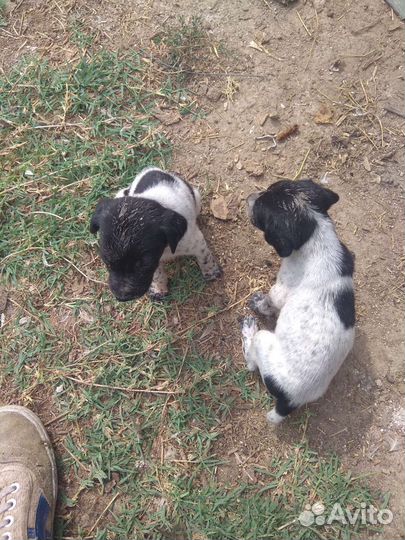 Щенки Курцхар