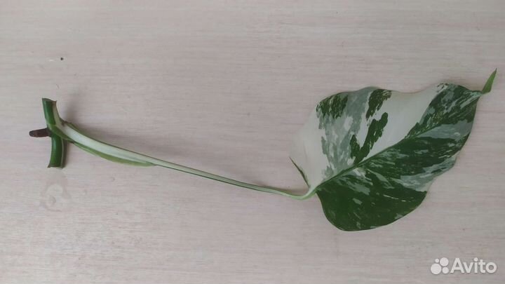 Монстера Альба