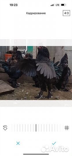 Сибирская Мохноножка русская порода кур