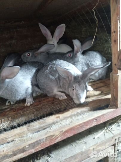 Племенные кролики