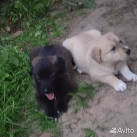 Щенки дворняжки