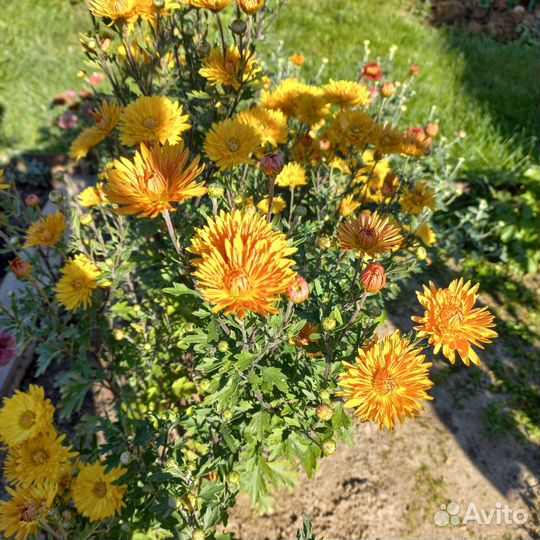 Хризантема