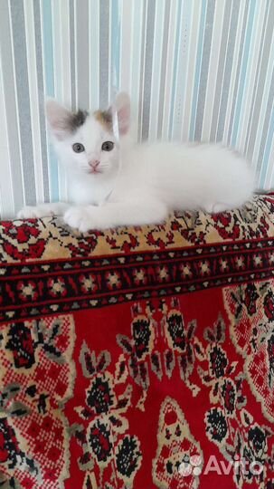 Отдам котят в хорошие руки. 4 котёнка все девочки