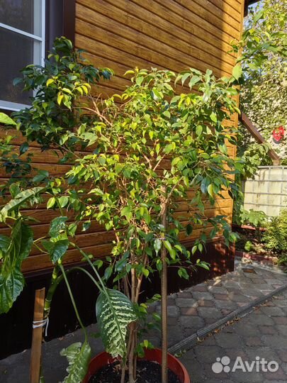 Фикус бенджамина большой