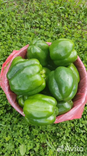Перец болгарский и баклажаны оптом