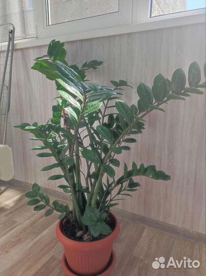 Замиокулькас