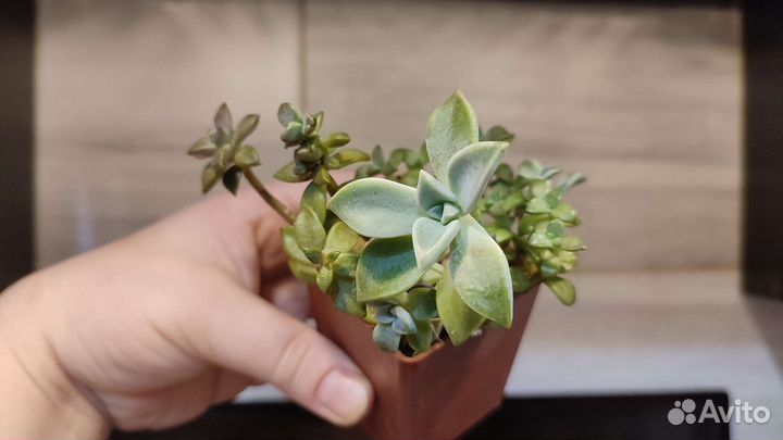 Хавортии и эчеверии суккуленты