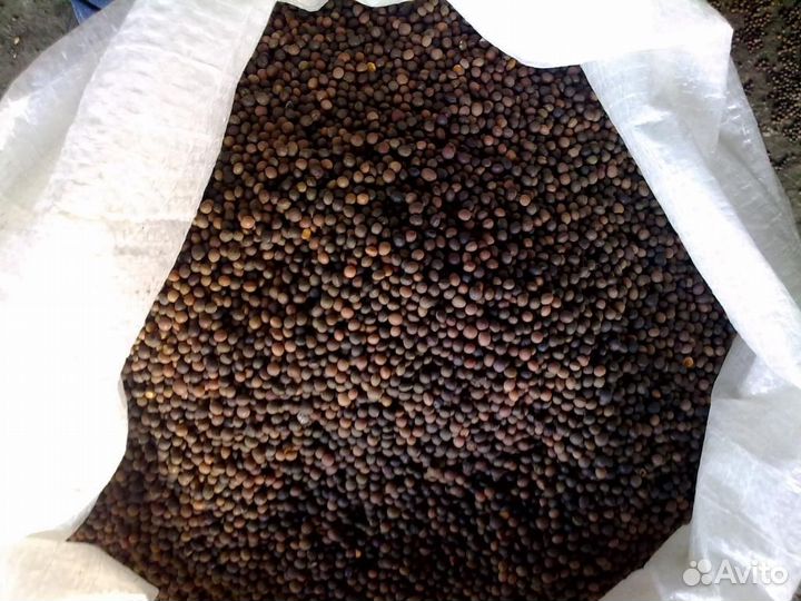 Вика яровая 