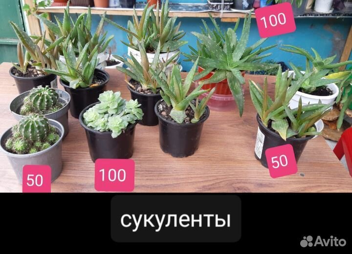 Фуксия, суккуленты, колеусы