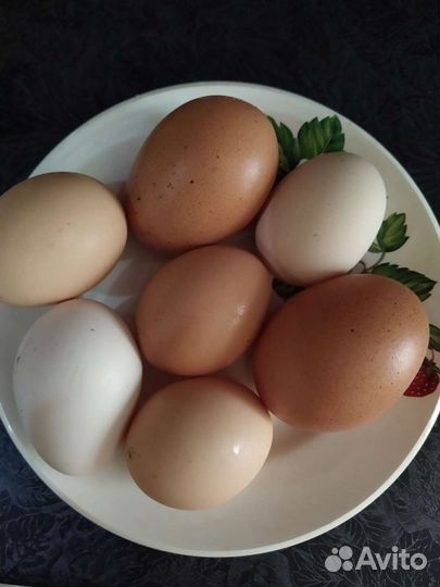 Домашние куриные яйца